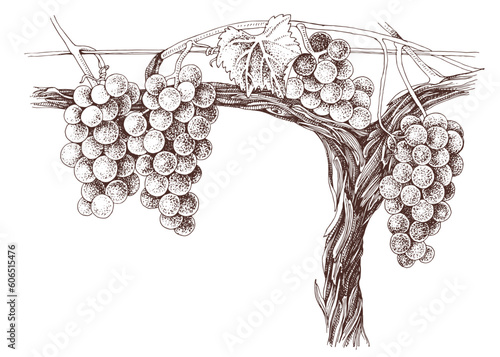 Vine with blue grapes and green leafs on old vine
