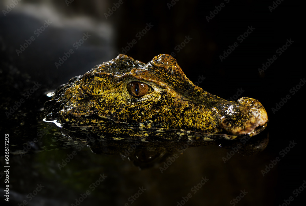 A dangerous crocodile looking at you above water level. Portrait of Cuvier's dwarf caiman also known as Paleosuchus palpebrosus.