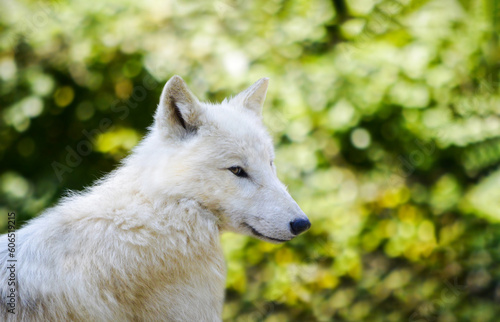 Portrait of beuatiful white arctic wolf also known as Canis lupus arctos.