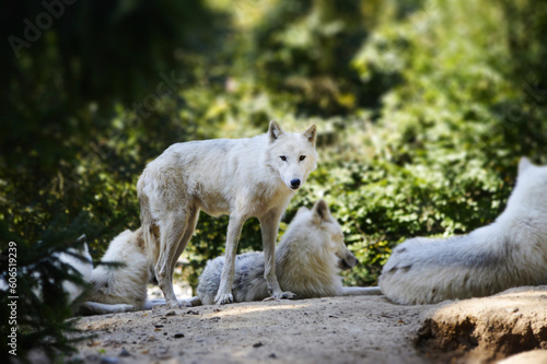 Portrait of beuatiful white arctic wolf also known as Canis lupus arctos.