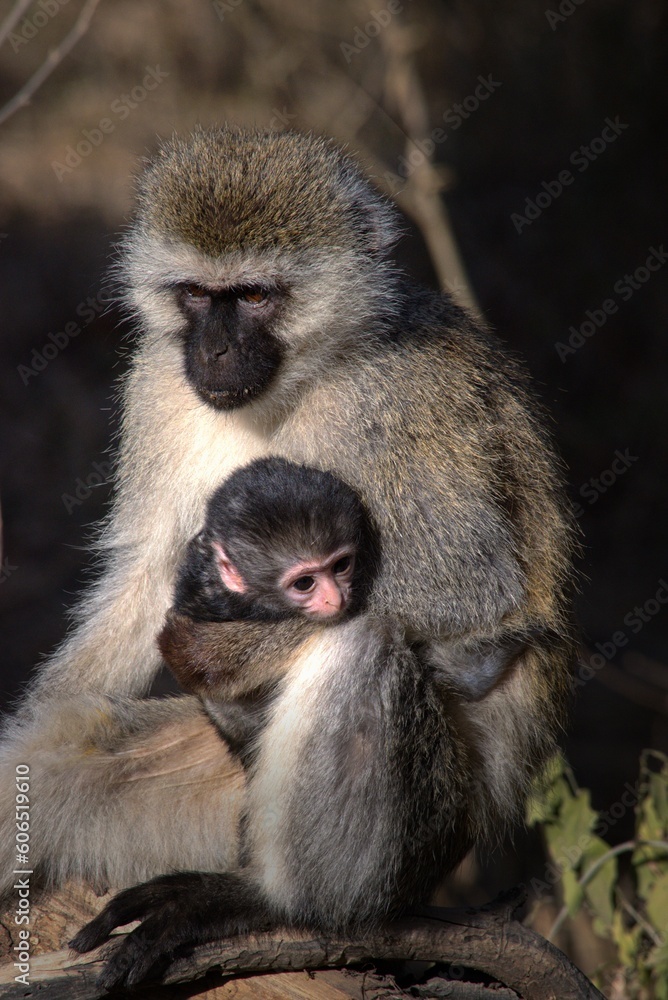 Mother vervet monkey with holding baby in Kenya safari park Mother vervet monkey with holding baby in Kenya safari park