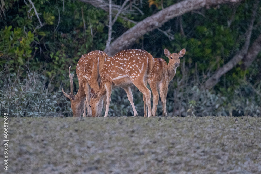 spotted deer in Sundarbans, the largest mangrove forest in the world. Satkhira, Bangladesh spotted deer in Sundarbans, the largest mangrove forest in the world. Satkhira, Bangladesh