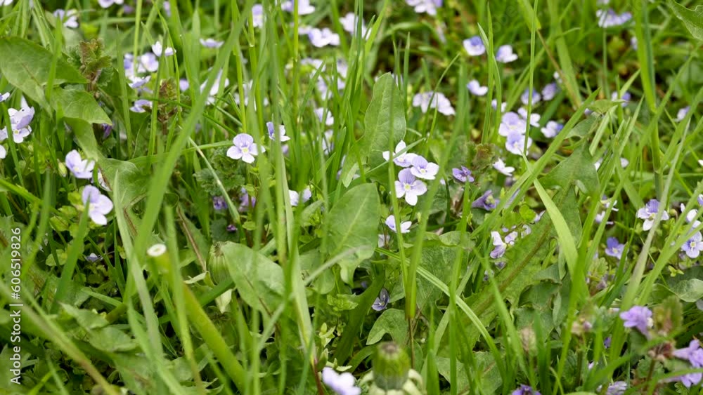flowers field green grass in park.yellow dandelions and little daisy flowers,women white snkears.blue purple small flowers 4k outside outdoor environment.spring time flowers field green grass in park.yellow dandelions and little daisy flowers,women white snkears.blue purple small flowers 4k outside outdoor environment.spring time