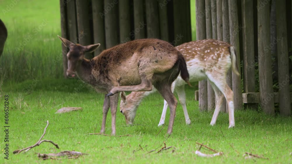 Standing Dark skinned Fallow deer scratch near trees whiles two others are grazing Standing Dark skinned Fallow deer scratch near trees whiles two others are grazing