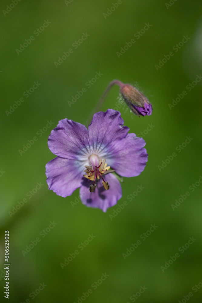 Obraz premium Star geranium (Geranium phaeum) Geranio stellato