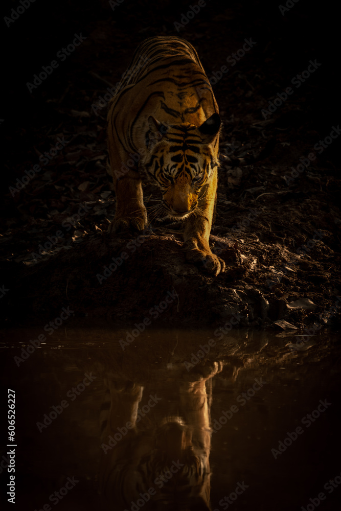 Bengal tiger stands casting reflection in water Bengal tiger stands casting reflection in water