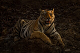 Bengal tiger lies on rocks in half-light