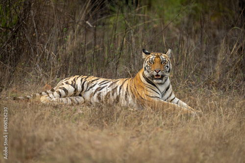 Bengal tiger lies in grass watching camera