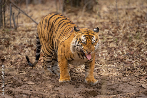 Bengal tiger crouches showing a Flehmen response