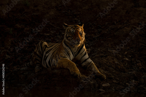 Bengal tiger lies by waterhole lifting head