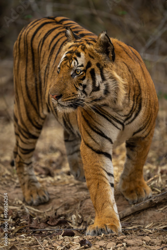 Bengal tiger changes direction walking in forest
