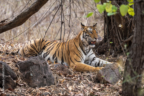 Bengal tiger lies among trees and rocks