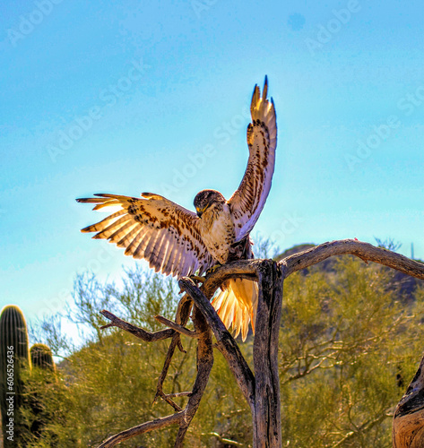 Ferugenious Hawk with wings spread when landing