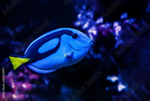 Natural shot of Indo-Pacific surgeonfish also known as Paracanthurus Hepatus .