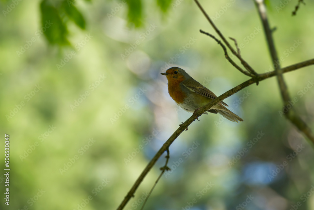 European robin (Erithacus rubecula) sitting on a tree branch in Zurich, Switzerland European robin (Erithacus rubecula) sitting on a tree branch in Zurich, Switzerland
