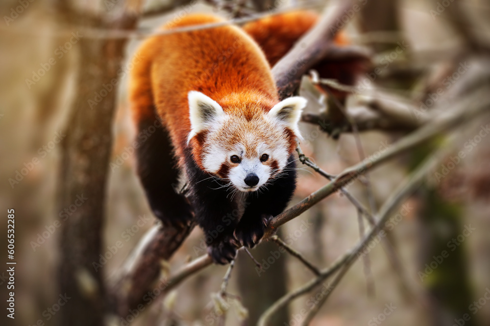 Adorable little red panda hanging on a tree. Adorable little red panda hanging on a tree.