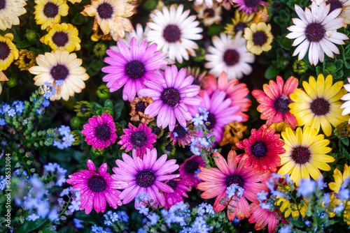 Gerbera (African daisy) Commonly known as the African daisy or Barberton daisy. Gerbera flowers are native to South Africa and are popular for their bright and vibrant colours.