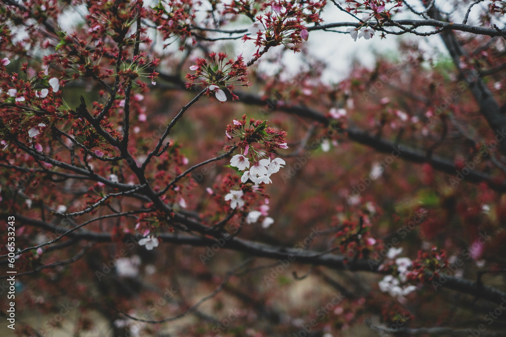 Cherry blossom blooming season.close up on beautiful lovely pink flowers in a public park. concept for natural spring background Cherry blossom blooming season.close up on beautiful lovely pink flowers in a public park. concept for natural spring background