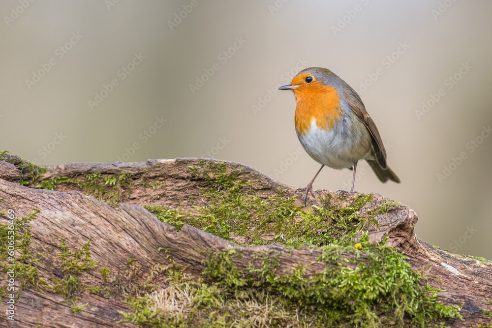 robin on a moss branch in woods with clean background