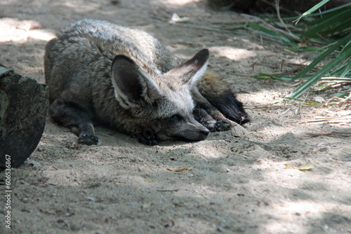 Bat eared fox in a zoo in france