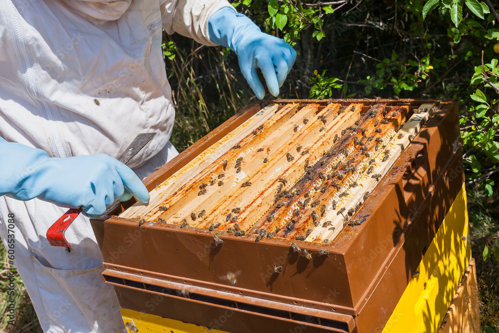 Beekeeper inspecting honeycomb from beehive banner. Person in beekeeper suit taking honey from hive. Farmer wearing bee suit working with honeycomb in apiary. Beekeeping in countryside. Beekeeper inspecting honeycomb from beehive banner. Person in beekeeper suit taking honey from hive. Farmer wearing bee suit working with honeycomb in apiary. Beekeeping in countryside.