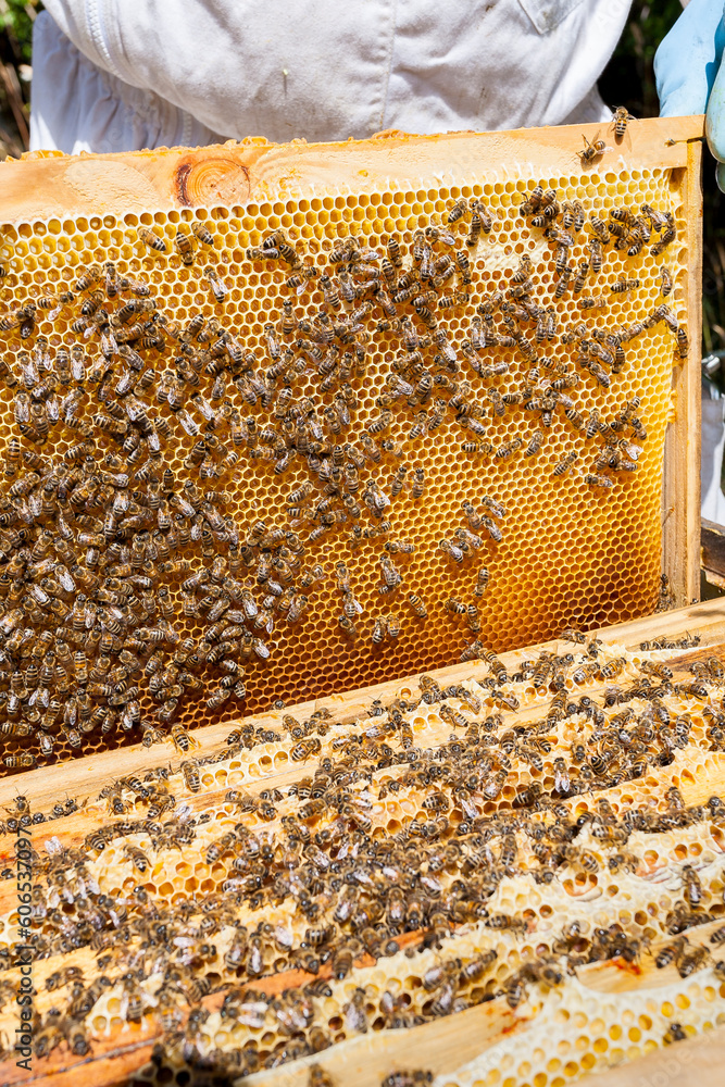 Beekeeper removing honeycomb from beehive banner. Person in beekeeper suit taking honey from hive. Farmer wearing bee suit working with honeycomb in apiary. Beekeeping in countryside. Organic farming Beekeeper removing honeycomb from beehive banner. Person in beekeeper suit taking honey from hive. Farmer wearing bee suit working with honeycomb in apiary. Beekeeping in countryside. Organic farming