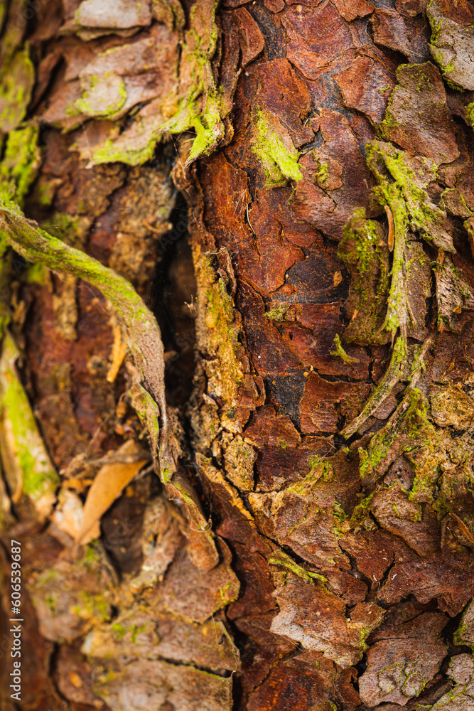 Vertical Photography of Oak Tree Bark with Moss Vertical Photography of Oak Tree Bark with Moss
