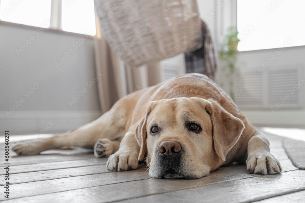 Labrador retriever dog lies on the floor at home. Scaleup portrait of cute doggy Labrador retriever dog lies on the floor at home. Scaleup portrait of cute doggy