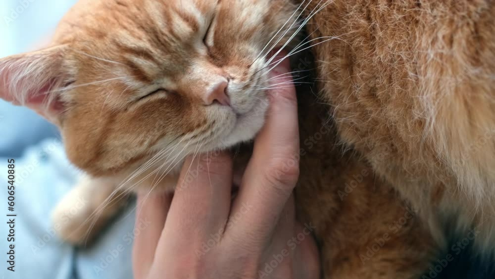 Bearded man hugging and stroking ginger cat close-up. Selective focus on cat's muzzle, vertical format Bearded man hugging and stroking ginger cat close-up. Selective focus on cat's muzzle, vertical format