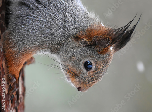 Red squirrel (Sciurus vulgaris) closeup climbing tree upside down in snowfall in early spring.