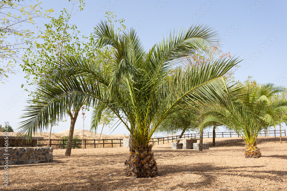 Short palm trees with large leaves in recreation area. Extremadura, Spain.