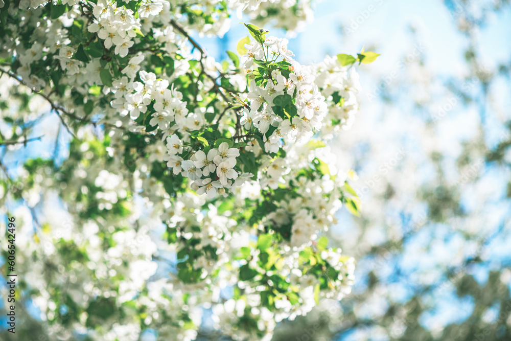 Fresh beautiful flowers of the apple tree blooming in the spring Fresh beautiful flowers of the apple tree blooming in the spring