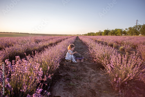 Close-up portrait of little girl sitting in field among rows, collecting bouquet of purple lavender