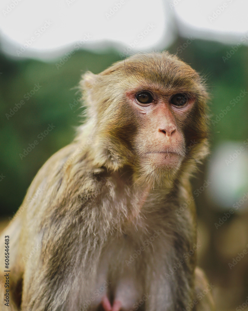 Naklejka premium Rhesus Macaque Monkey Portrait