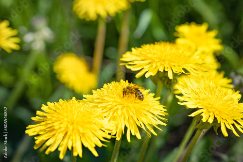 glade of blooming yellow dandelions  a bee on a flower