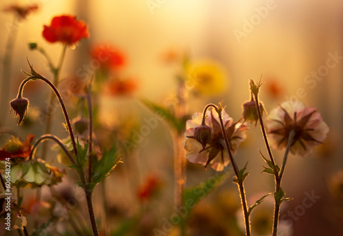 Fototapeta Naklejka Na Ścianę i Meble -  Zachód słońca w ogrodzie - kwiaty Kuklika