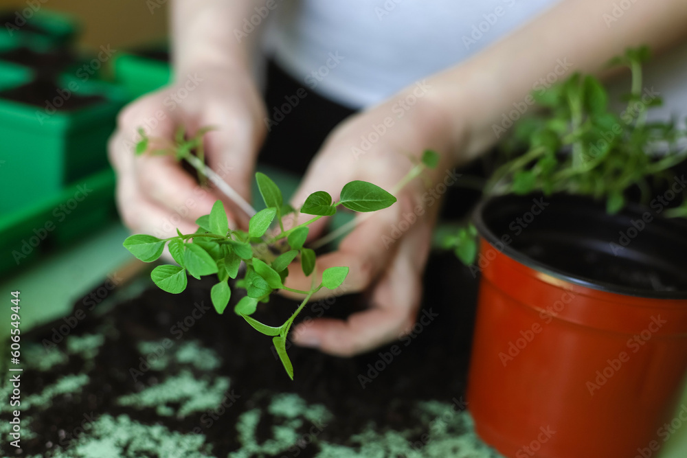 Separating seedlings to transplanting them in seedling tray at home. Pricking out physalis. Photo with selective focus Separating seedlings to transplanting them in seedling tray at home. Pricking out physalis. Photo with selective focus