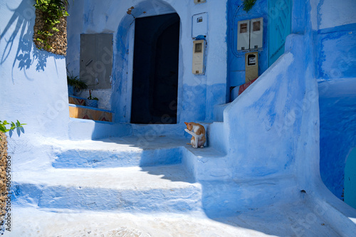 Blue street with cat in stairs in morocco © Philippe