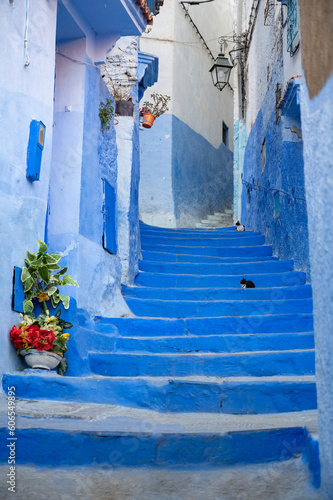 Blue street with cats in stairs in morocco © Philippe