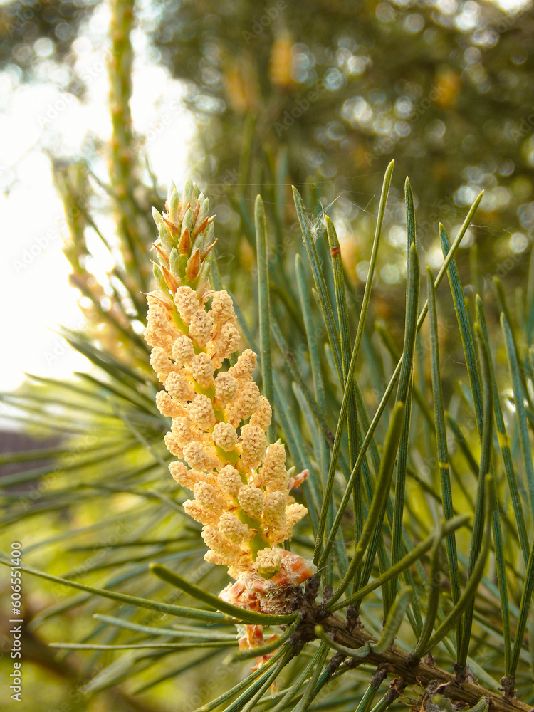 Pine pollen is an aggressive allergen. Male pine cones (Pinus sylvestris). Pine pollen is an aggressive allergen. Male pine cones (Pinus sylvestris).
