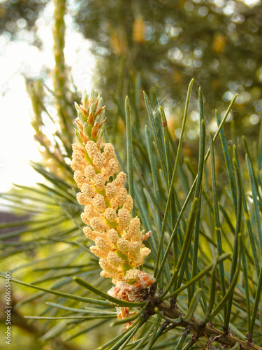 Pine pollen is an aggressive allergen. Male pine cones (Pinus sylvestris).