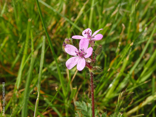 pink wild flowers growing. Bunch of vibrant little plants on a bush or shrub blooming