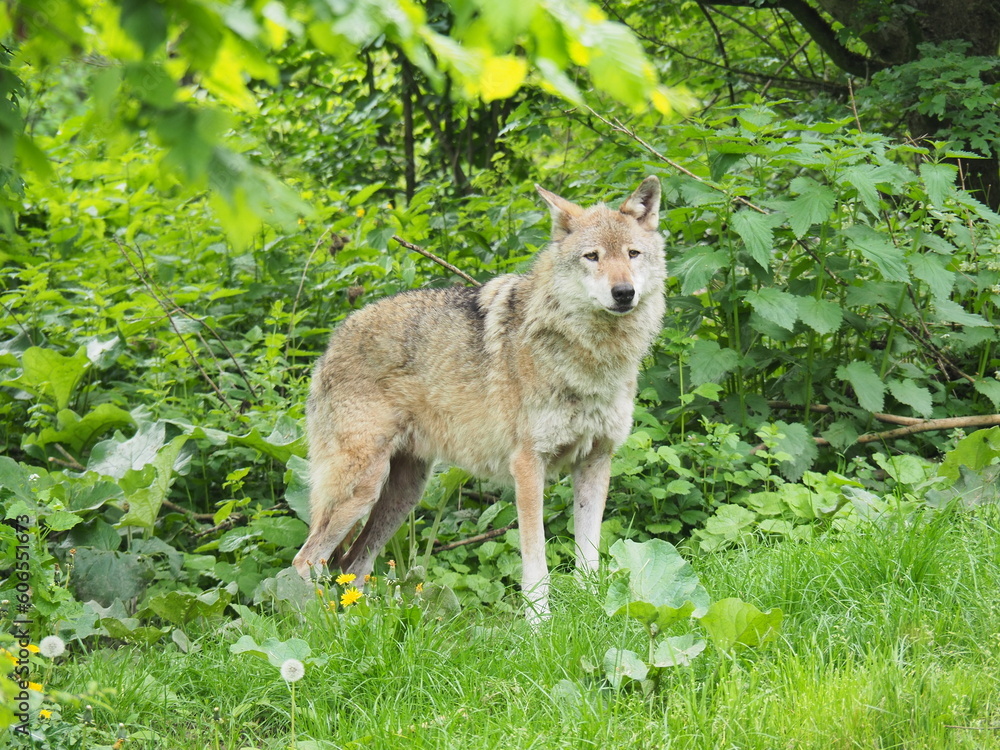 Wolf Wolf