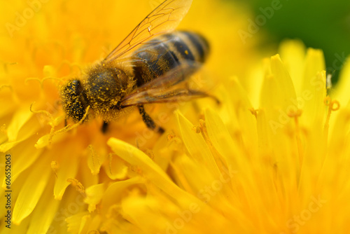 extremly macro shot of working bee at yellow flower- dandelion