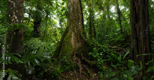 Tropical rain forest in Central America