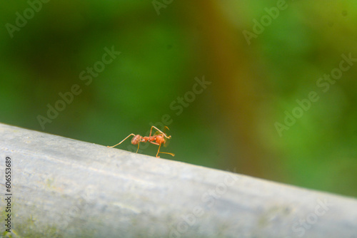 close-up view of the ants that are crawling on the iron. with a blurred background. no people.