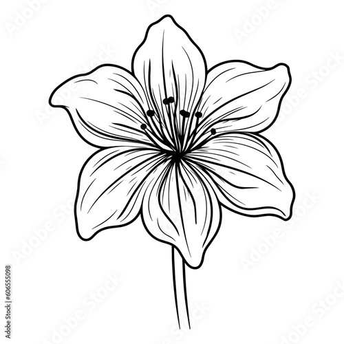 Amaryllis flower with leaves line art. Black outline vector botanical art. Modern tropical floral illustration.