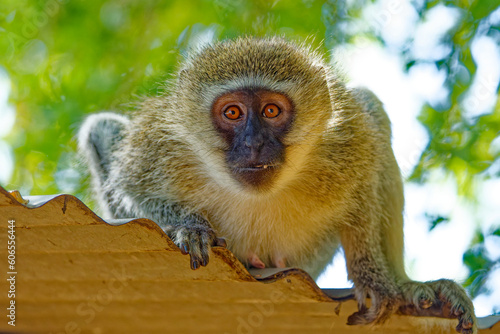 Vervet monkey in Kruger Park, South Africa © Jeff