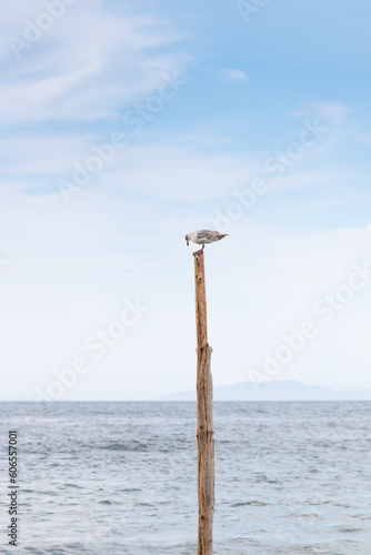 Seagull perched on a driftwood post by the shore