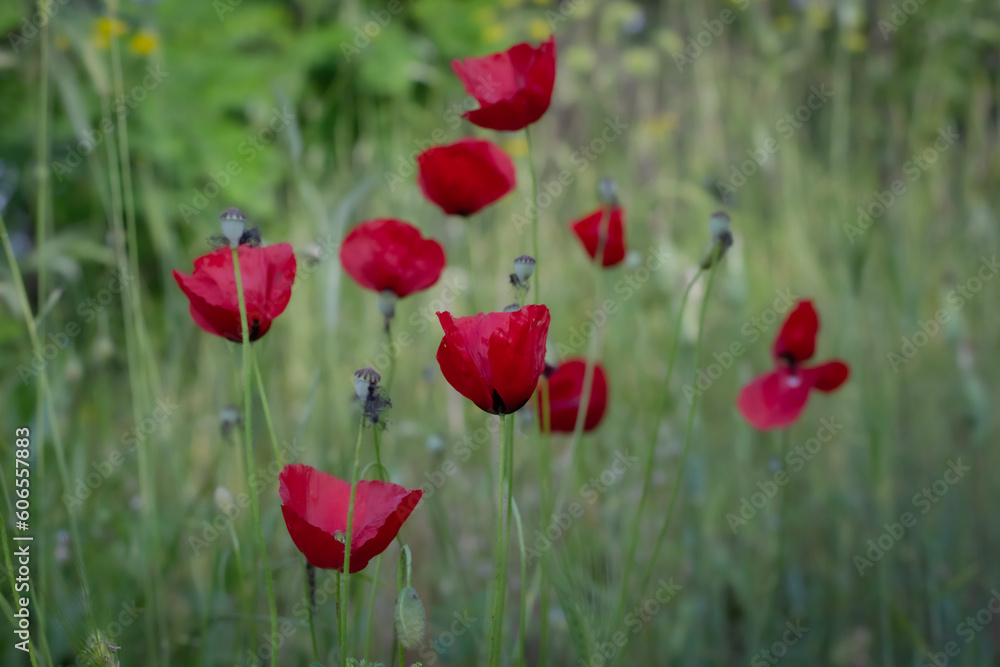 Obraz premium red poppies in the field